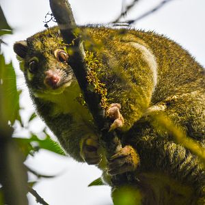 Green Ringtail Possum