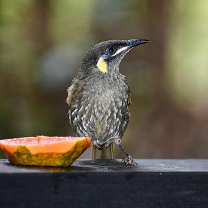Lewin's Honeyeater