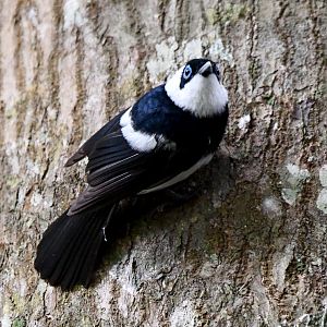 Pied Monarch