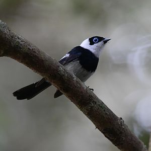 Pied Monarch
