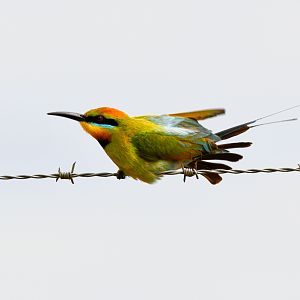 Rainbow Bee-eater