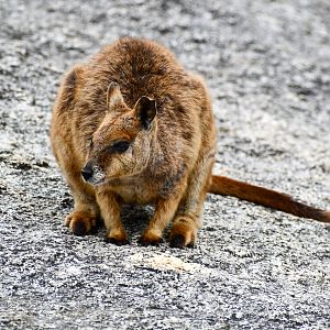 Mareeba Rock-Wallaby