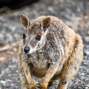 Mareeba Rock-Wallaby