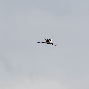 Black-necked Stork