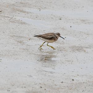 Grey-tailed Tattler