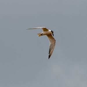 Australian Tern