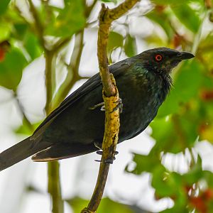 Metallic Starling