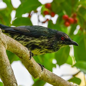 Metallic Starling