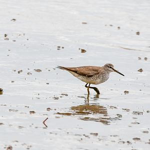 Grey-tailed Tattler