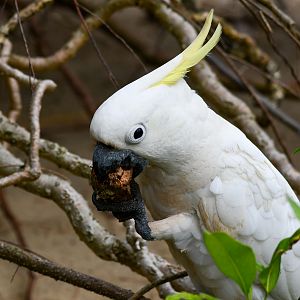Sulphur-crested Cockatoo