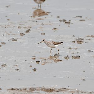 Terek Sandpiper