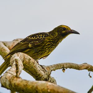 Green Oriole