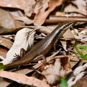 Closed-litter Rainbow Skink