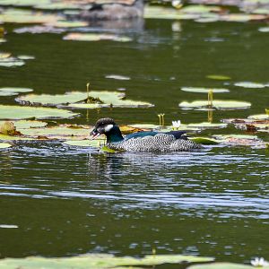 Green Pygmy-Goose