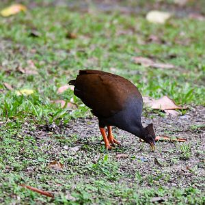 Orange-footed Scrubfowl