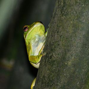 White-lipped Tree Frog