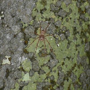 Australian Lichen Spider