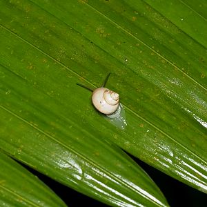 Opalescent Pendant Snail