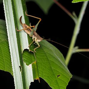 Destructor Katydid