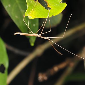 Cyclone Larry Stick Insect