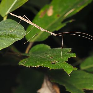 Cyclone Larry Stick Insect