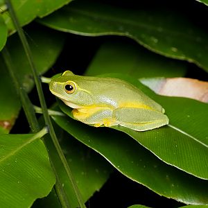 Dainty Tree Frog
