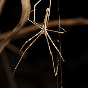 Rufous Net-casting Spider