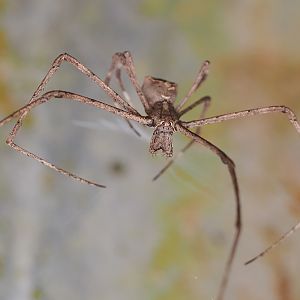 Rufous Net-casting Spider