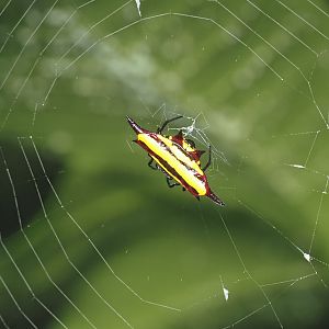 Northern Jewelled Spider
