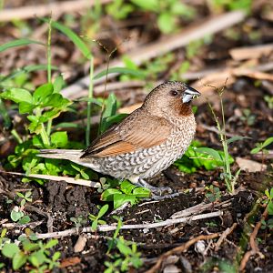 Scaly-breasted Munia