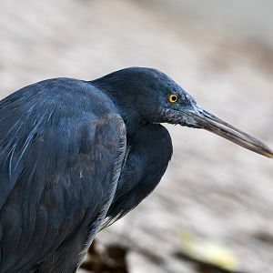 Pacific Reef Heron