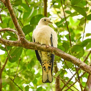 Torresian Imperial-Pigeon