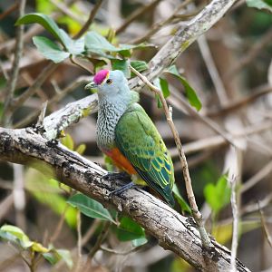 Rose-crowned Fruit-Dove