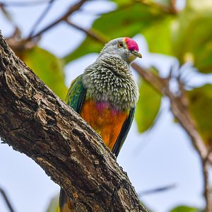 Rose-crowned Fruit-Dove