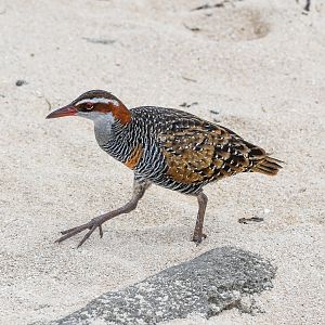 Buff-banded Rail