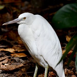 Pacific Reef Heron