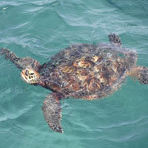 Green Sea Turtle