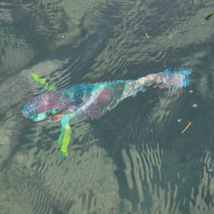 Surf Parrotfish