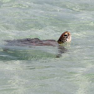 Green Sea Turtle
