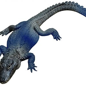 Chinese Alligator (Alligator sinensis)
