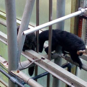 White-faced sakis climbing-9/25