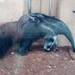 Giant anteater female and her young I.-9/25