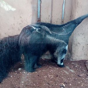 Giant anteater female and her young II.-9/25