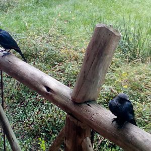 Red-winged starlings-9/25