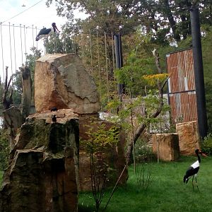 Saddle-billed storks-9/25