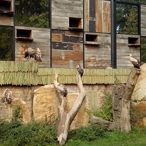 Vultures in Gora Ark-9/25