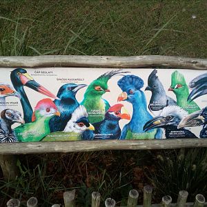 Picture sign of non-vulture birds in Gora Ark-9/25