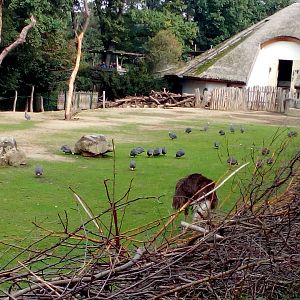 Domestic guinea fowl in giraffe/ostrich/greater kudu/warthog enclosure-9/25