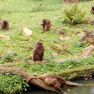 Geladas grazing and drinking-9/25