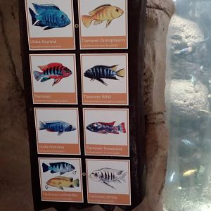 Signage of African cichlid aquarium in former elephant (now Malayan tapir) house-9/25